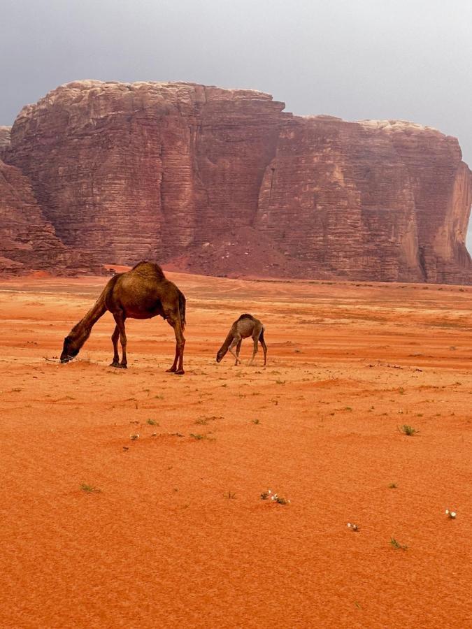 Wadi Rum Oryx Hostel & Tours Экстерьер фото